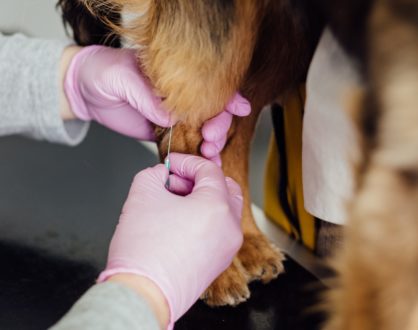 7 Signs that It's Time to Take Your Furry Friend to the Vet