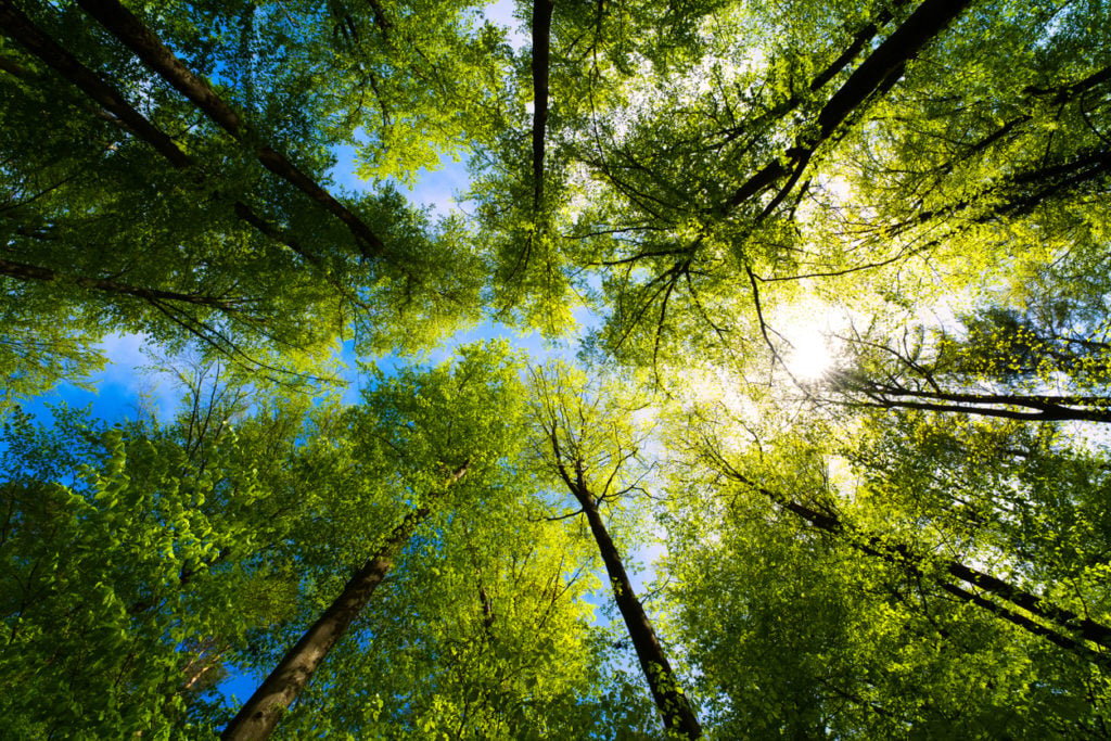 Our Tree Six Reasons Trees Are Important To Our Ecosystem? - UTV.ie